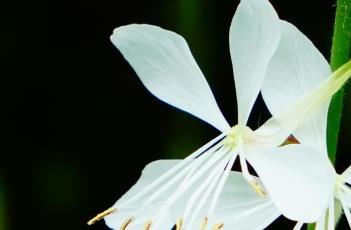 烟花白色山桃草