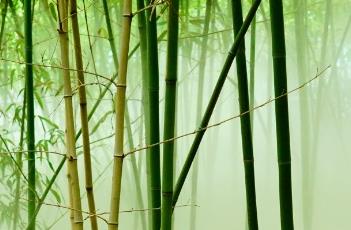 桂竹（桂竹是什么样子的）