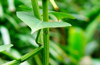翅茎白粉藤