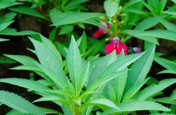凤仙花的种植要点 凤仙花的种植要点
