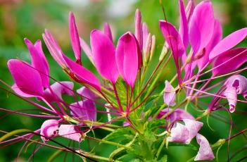 醉蝶花花语