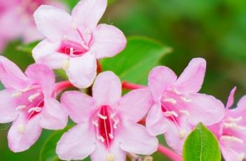 锦带花