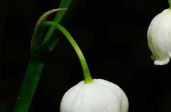 铃兰 铃兰花语