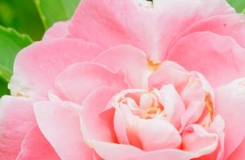 凤仙花的种植月份 凤仙花的种植月份