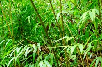 武夷山方竹