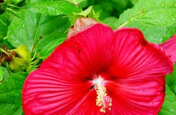 芙蓉葵 芙蓉葵