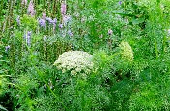 大阿米芹（大阿米芹和蕾丝花区别）