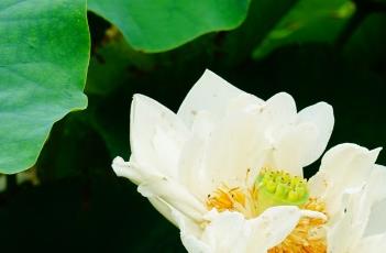 白芍药莲