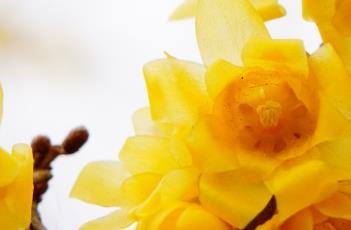 蜡梅（蜡梅花和腊梅花的区别）