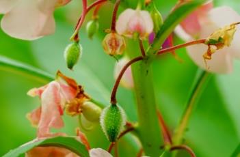 凤仙花的养殖方法 凤仙花的养殖方法