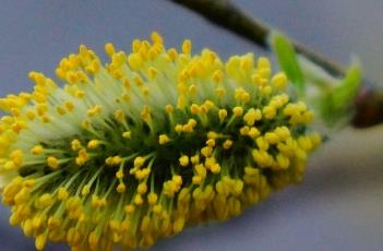 黄花柳 黄花柳