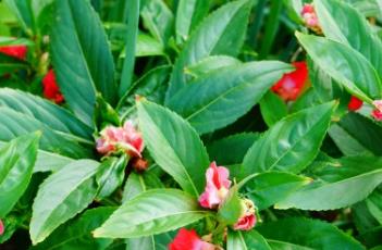 凤仙花的养殖方法 凤仙花的养殖方法