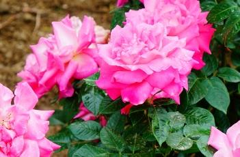 月季花叶子发黄的原因 月季花叶子发黄的原因