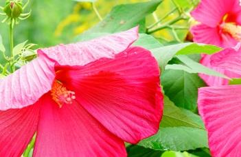芙蓉葵 芙蓉葵