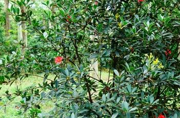 盆栽杜鹃红山茶的养殖方法 盆栽杜鹃红山茶的养殖方法