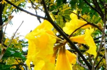 黄花风铃木