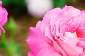 月季花叶子发黄的原因 月季花叶子发黄的原因