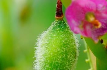 凤仙花的种植要点 凤仙花的种植要点