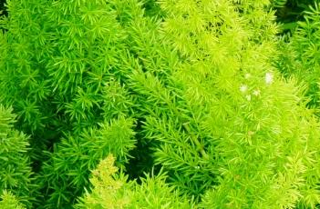 狐尾天门冬（狐尾天门冬的养殖方法和注意事项）
