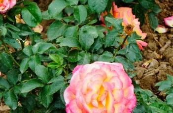 月季花叶枯病的防治方法 月季花叶枯病的防治方法