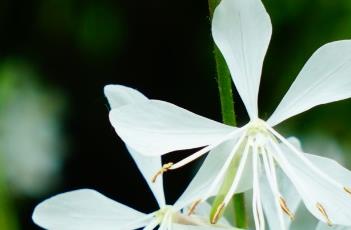 烟花白色山桃草