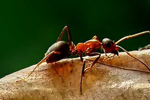 红火蚁最怕什么 红火蚁最怕什么昆虫
