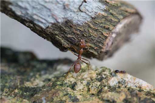 红火蚁最怕什么（红火蚁最怕什么动物）