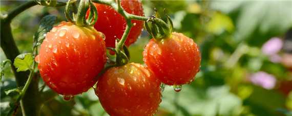 西红柿育苗方法和时间和追肥时间（西红柿苗什么时候追肥）