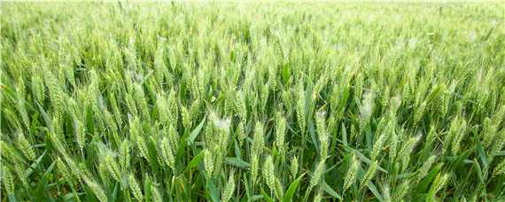 小麦刚打过除草剂能不能施肥