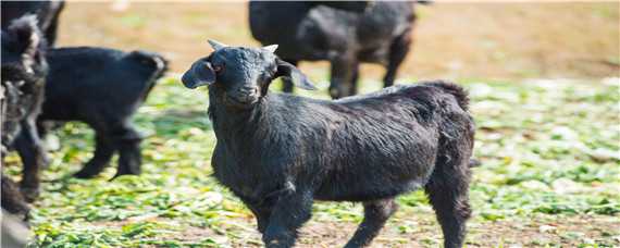 黑羊是什么品种羊 纯黑的羊是什么品种