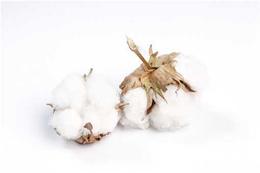 新疆棉花和普通棉花的区别是什么（新疆棉和普通棉花有什么区别）