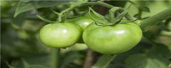 西红柿种植技术 温室大棚西红柿种植技术