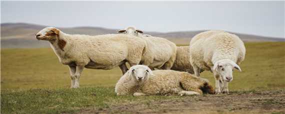 绵羊的养殖技术与管理