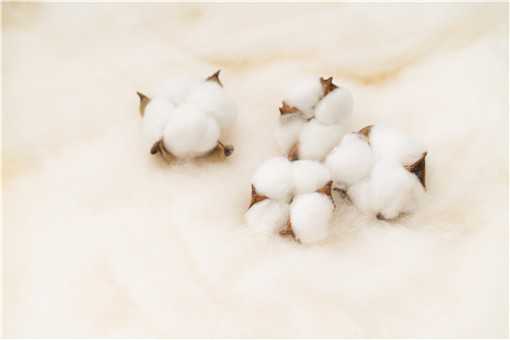 新疆棉花质量好的原因你都知道吗（新疆棉花好的主要原因）