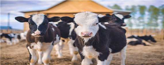 牛的生活习性和特征 牛的生活特征简介