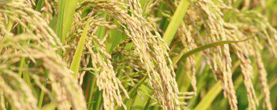 绥粳106水稻种子的主要特征 绥粳103水稻种子