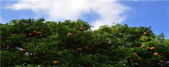 春季柑橘要打什么农药 春季柑橘要打什么农药杀虫好