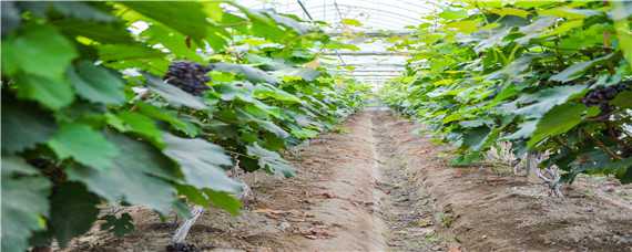 中原地区种植葡萄 中国中原地区种植葡萄
