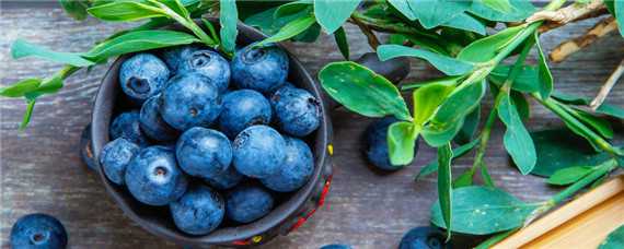 蓝莓种植条件和区域 蓝莓种植条件和区域图