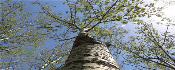 杨树种植技术要点 杨树种植方法与要求