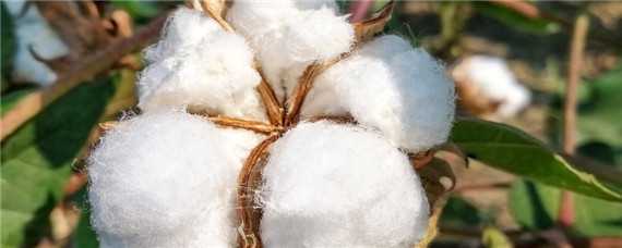 美国棉花种植时间 美国棉花种植时间表