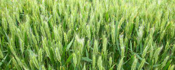 小麦播种时间和当时气候特点（小麦收获时间和气候特点）