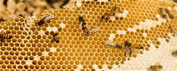 蜜蜂几月份开始分蜂 蜜蜂几月份开始分蜂,如何诱蜂