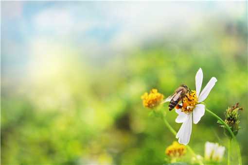 怎么样才能养好蜜蜂（怎么样才能养好蜜蜂?）