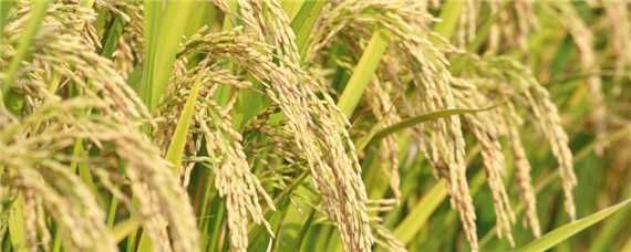 再生稻品种有哪些（再生稻的品种）
