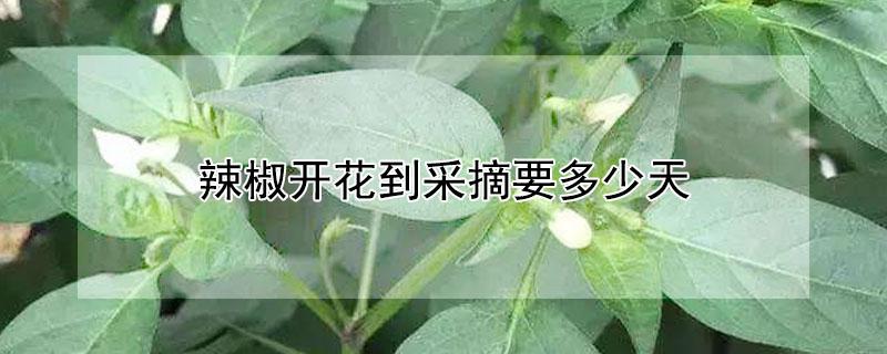 辣椒开花到采多少天