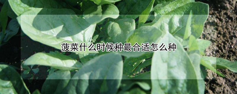 菠菜什么时候种最合适怎么种