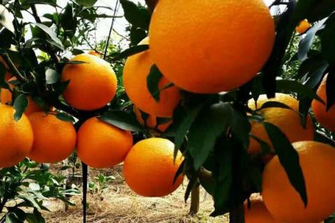 橘子和桔子有什么区别