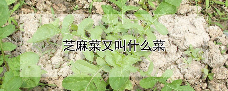 芝麻菜又叫什么菜