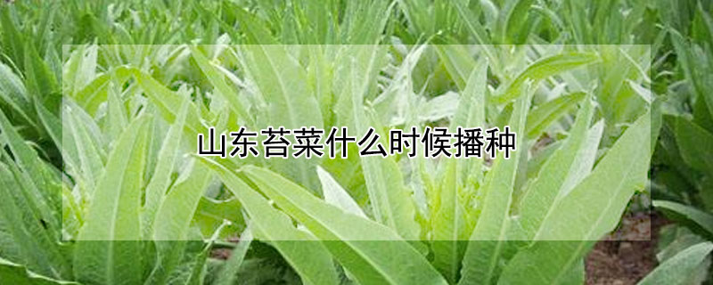 山东苔菜什么时候播种